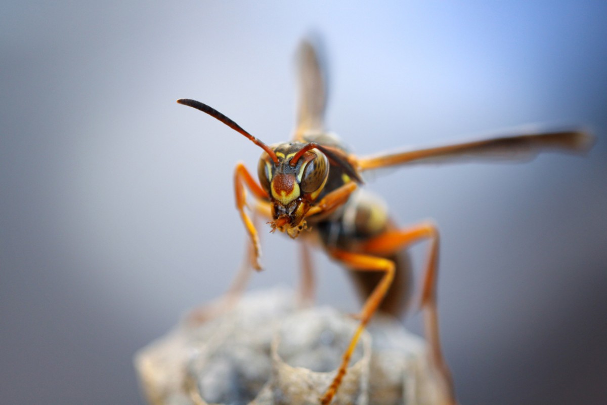 From Papyrus to Toilet Paper 🧻: This Is Likely the Hardest Quiz That’s All About Paper – Can You Pass It? paper wasp