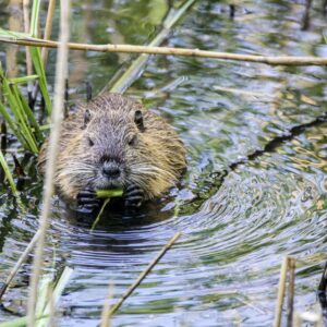 World Wildlife Day Quiz Beaver