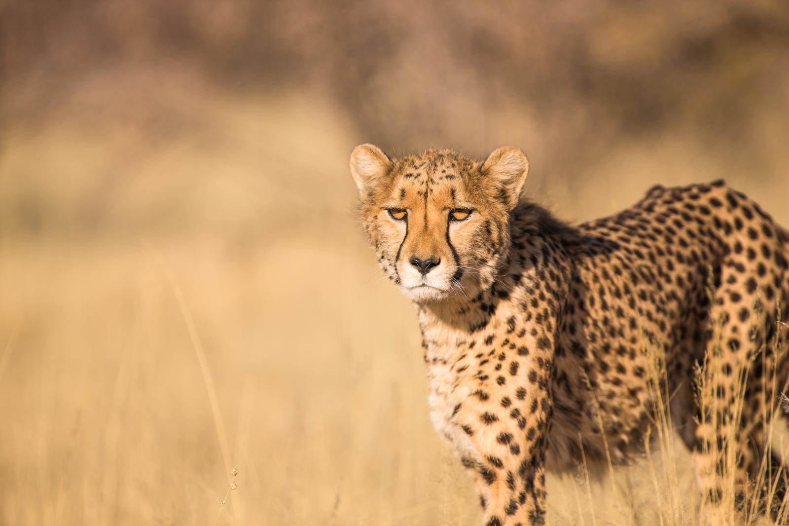 You got: Cheetah! Choose a Bunch of Dogs 🐶 to Find Out Which Wild Animal Reflects You Best 🦁