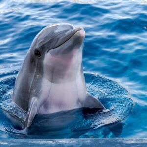 Quiz Questions With Answers Beginning With D Dolphin