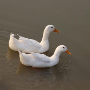 Spring Idioms Quiz Duck