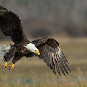 Military Alphabet Quiz Eagle