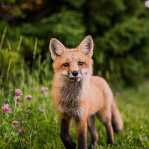 What Deadly Sin Am I? Quiz Fox