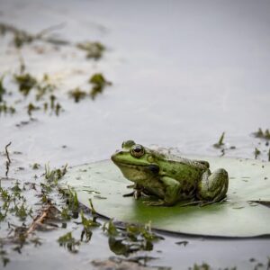 Alphabet Animals Pet Quiz Frog