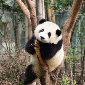 Second Largest Animals Giant panda