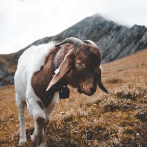 Foods Named After Animals Quiz Goat