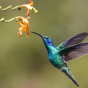 H Trivia Quiz Hummingbird