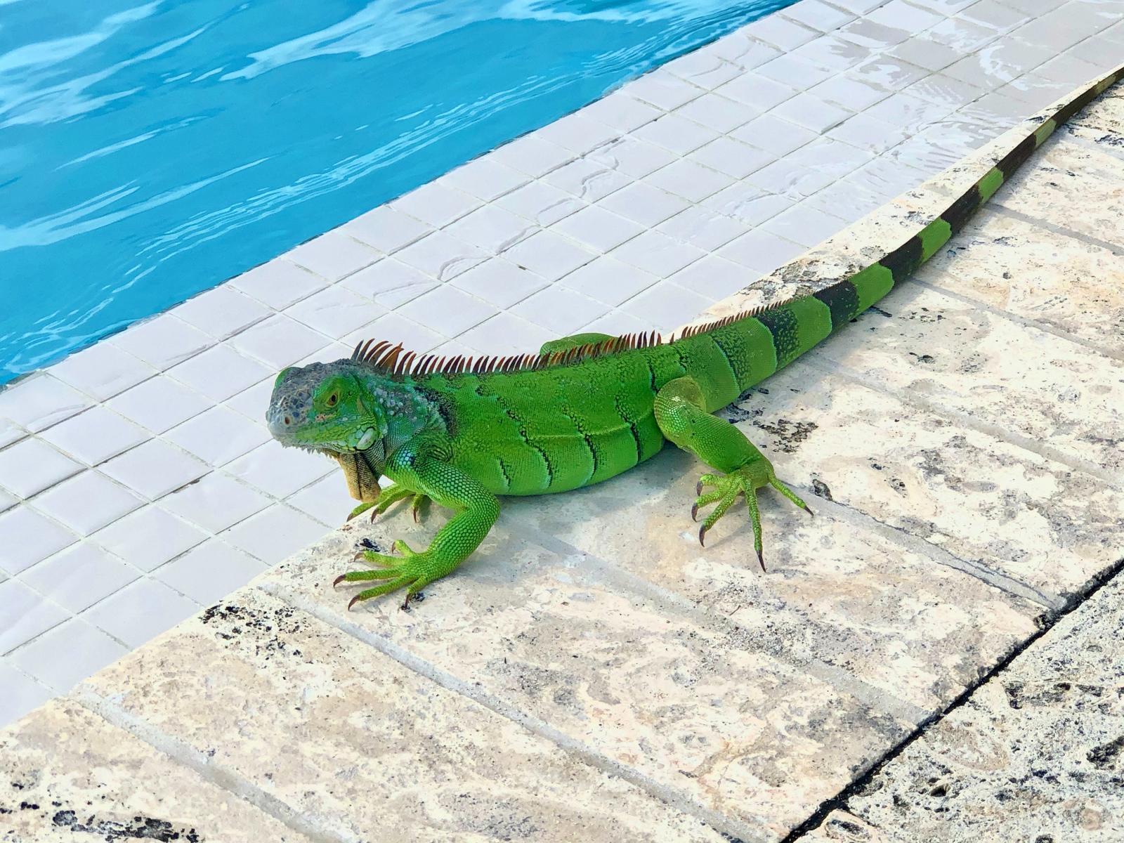 Iguana