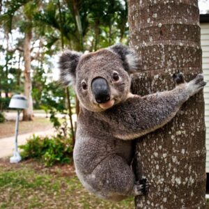 Brown Trivia Quiz Koala