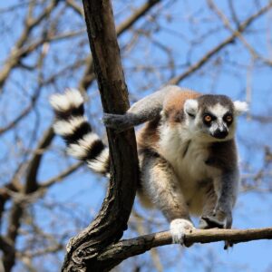 Pick Animals & Find Out Your True Season Quiz Lemur