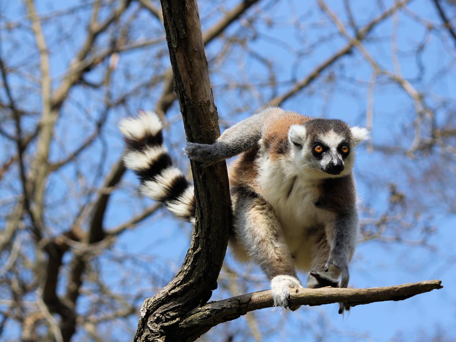 World Tourism Day Quiz Lemur