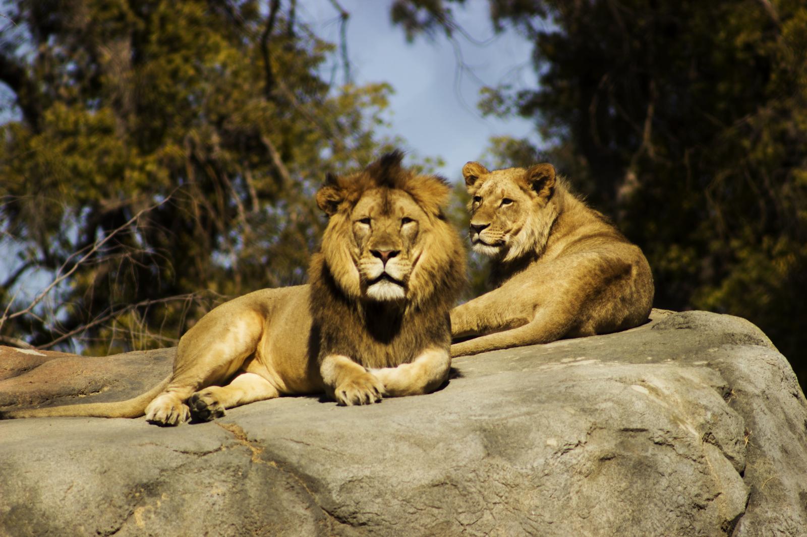 Second Largest Animals Lion