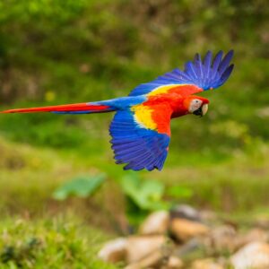 Alphabet Animals Pet Quiz Macaw