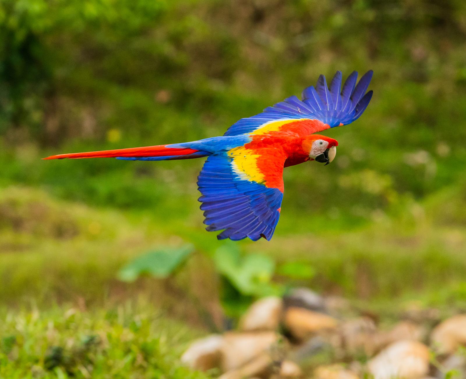 Bird Identification Quiz Scarlet macaws parrots birds