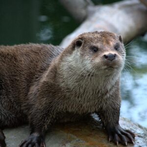 Harry Potter A-Z Quiz Otter
