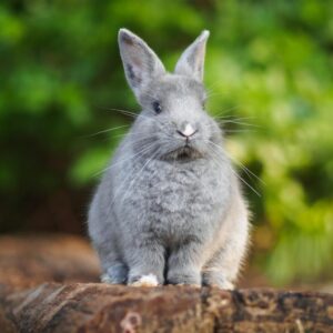 November Trivia Quiz Rabbit
