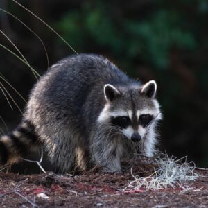 Pick Animals & Find Out Your True Season Quiz Raccoon