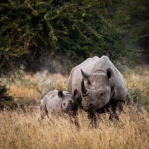 Second Largest Animals Rhinoceros