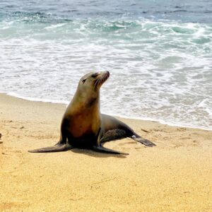 Sea Trivia Sea lion