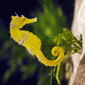 What Type Of Dolphin Are You? Quiz Seahorse