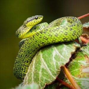 Silver Trivia Quiz Snake