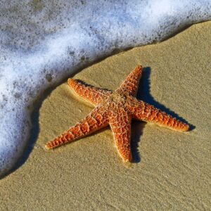 World Animal Day Quiz Starfish