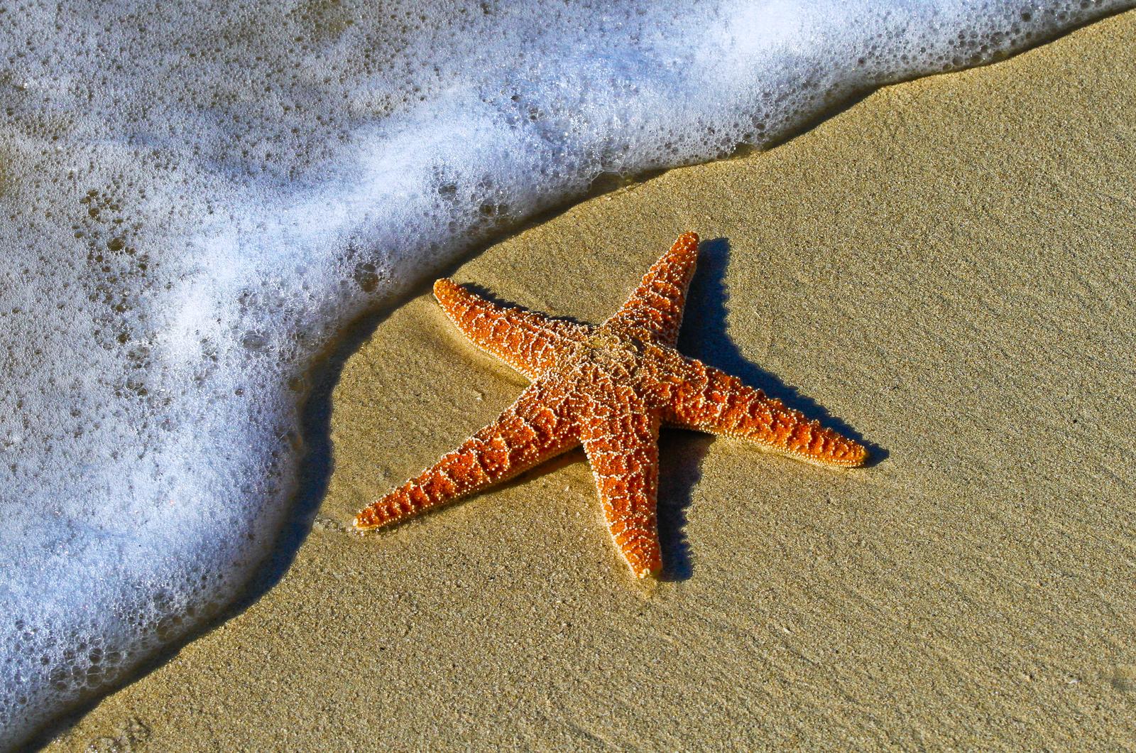 Starfish or sea star