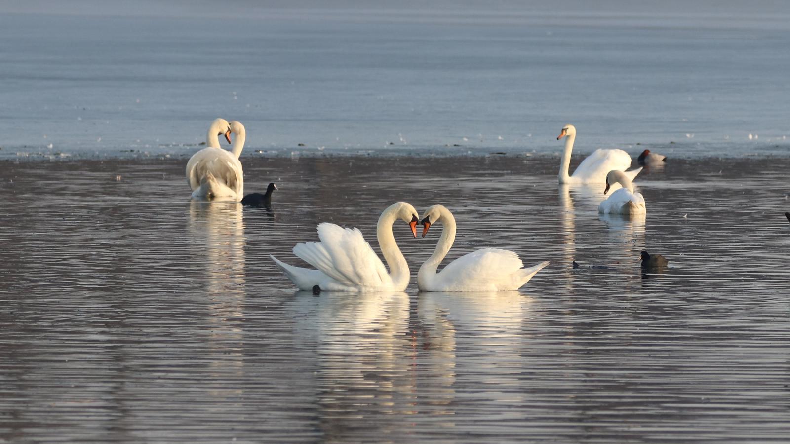 Bird Identification Quiz Swan