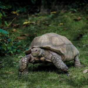 T Trivia Quiz Tortoise