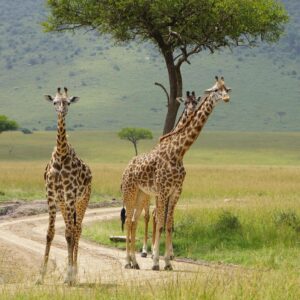 Second Largest Animals Giraffe