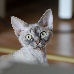 General Knowledge Quiz 🧠! Beat This 20-Question Quiz! Cat