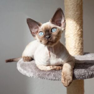 Cat Or Dog Breed Quiz Cat