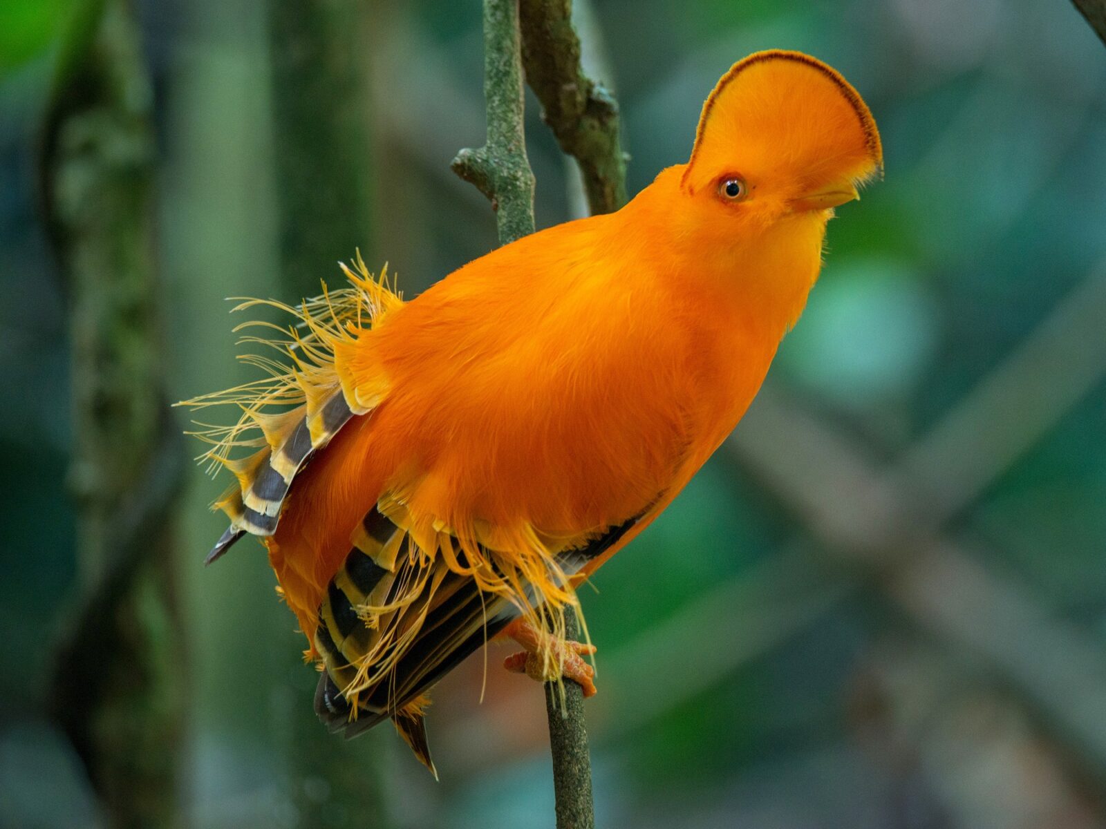 Orange Trivia Quiz Guianan cock of the rock