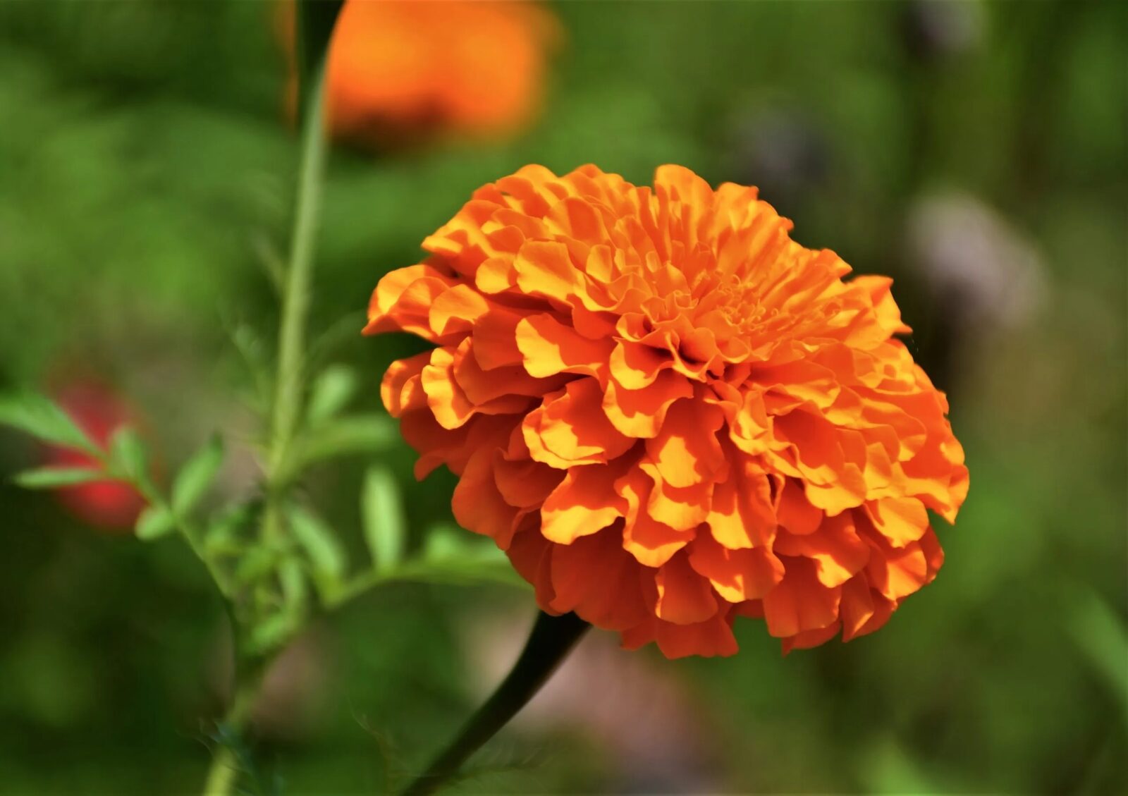 Orange Trivia Quiz Orange Marigold flower