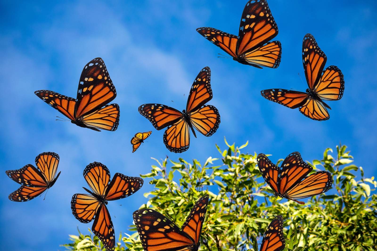 Orange Trivia Quiz Monarch butterflies butterfly