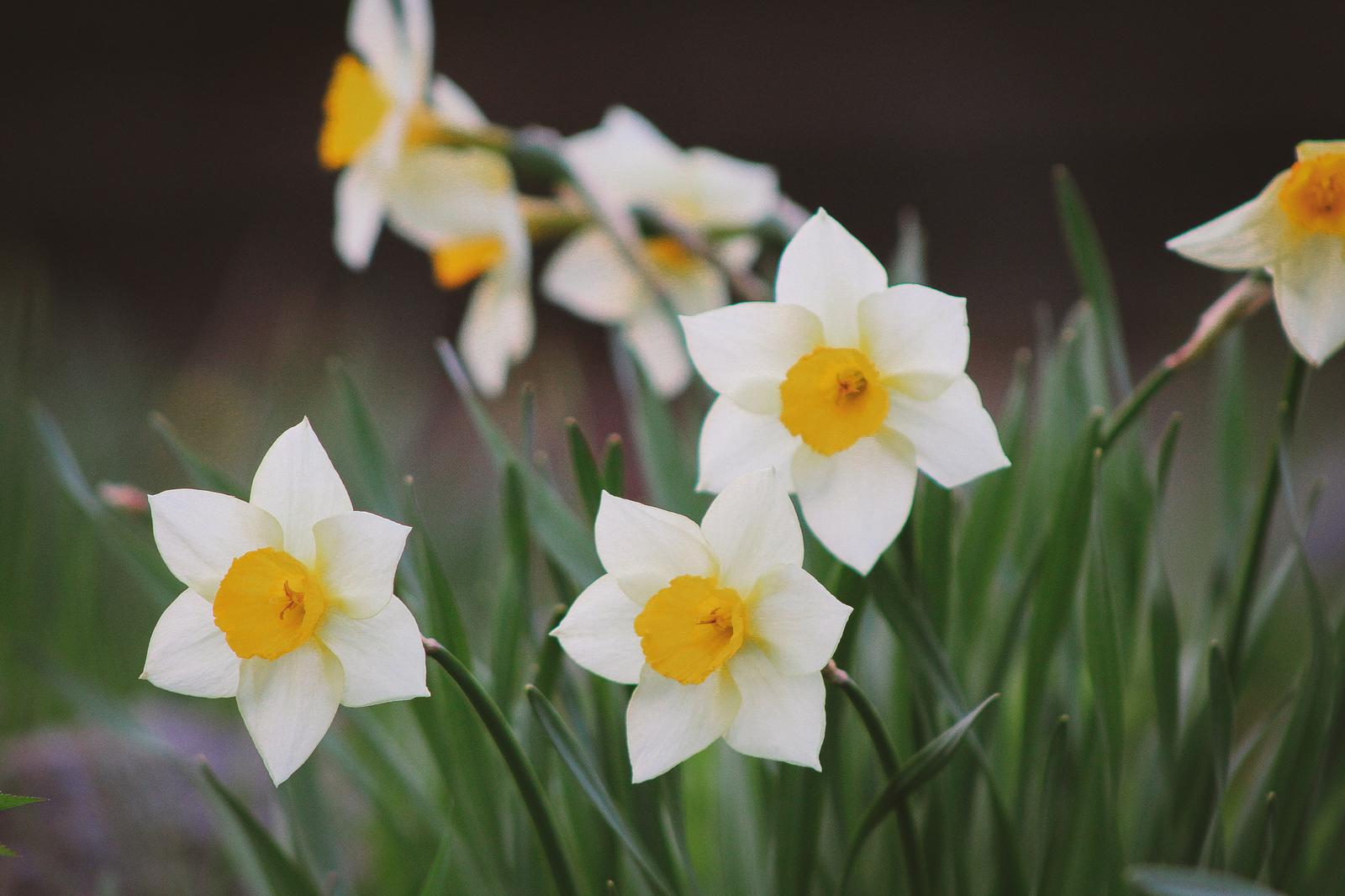 You got: Dreamy Daffodil! What Spring Flower Are You? 🌷 Eat a Spring-Colored Buffet to Find Out