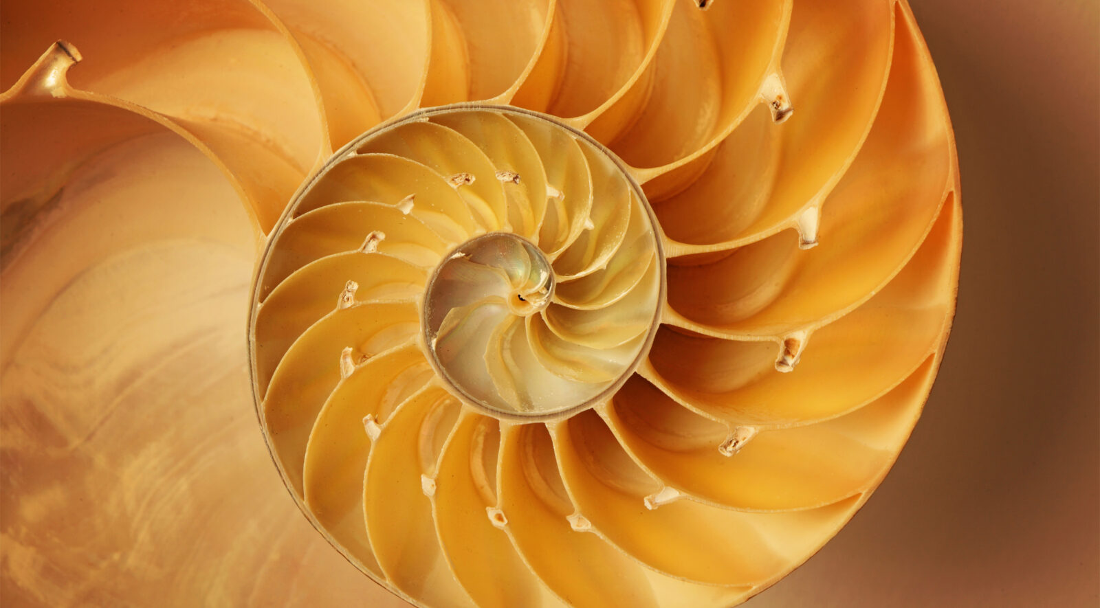 Can You Pass This Numbers-Only General Knowledge Quiz? Golden ratio