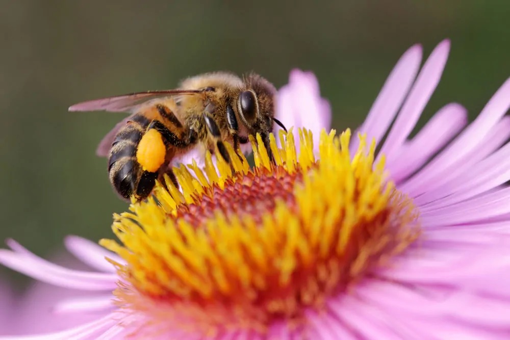 Africanized bee nectar pollen