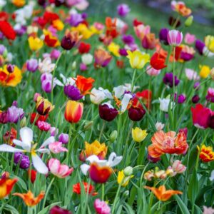 Four Seasons Trivia Quiz Spring