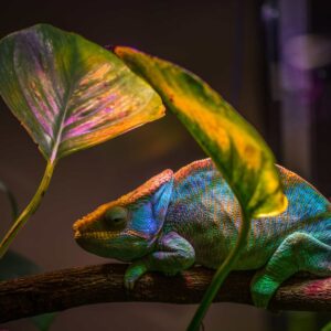 Alphabet Animals Pet Quiz Chameleon