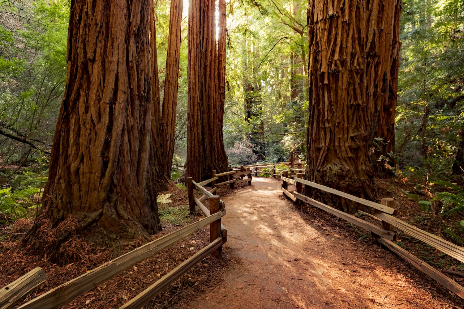 Can You Match These Natural Wonders to Their Locations? Giant Sequoia National Monument