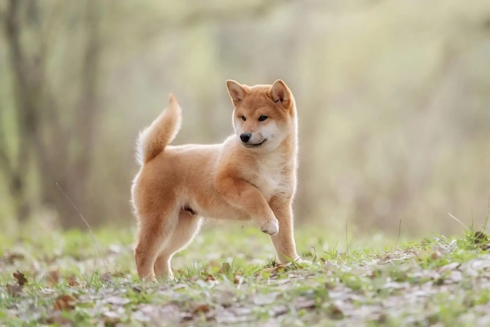 Can You Identify These 20 Dog Breeds 🐕 from Just One Picture? Shiba Inu dog