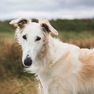 Dog Personality Quiz 🐶: What Wild Animal Are You? 🦁 Borzoi