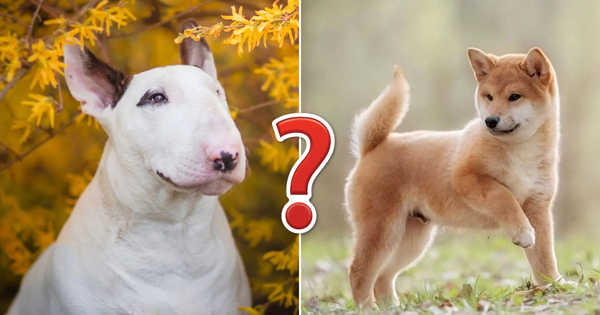 You got 15 out of 20! Can You Identify These 20 Dog Breeds From Just ...