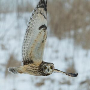 True Colors Personality Test Wise owl with ancient secrets