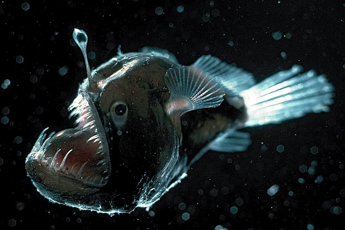 Quiz Answers Beginning With A Anglerfish