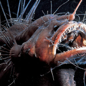 What Type Of Dolphin Are You? Quiz Anglerfish