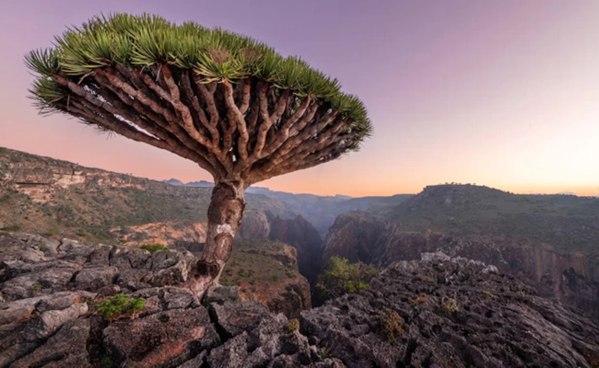Here Are 24 Glorious Natural Attractions – Can You Match Them to Their Country? Dragon Blood Trees, Socotra Island, Yemen