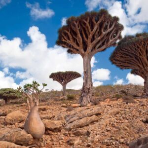 Equator Quiz Yemen