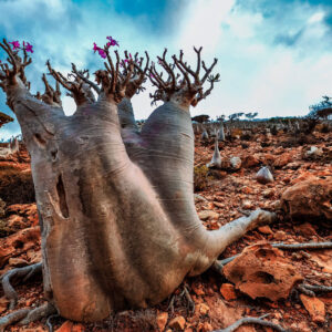 Curate A-Z Travel List To Know If You're Left/Right-Brained Quiz Socotra Island, Yemen